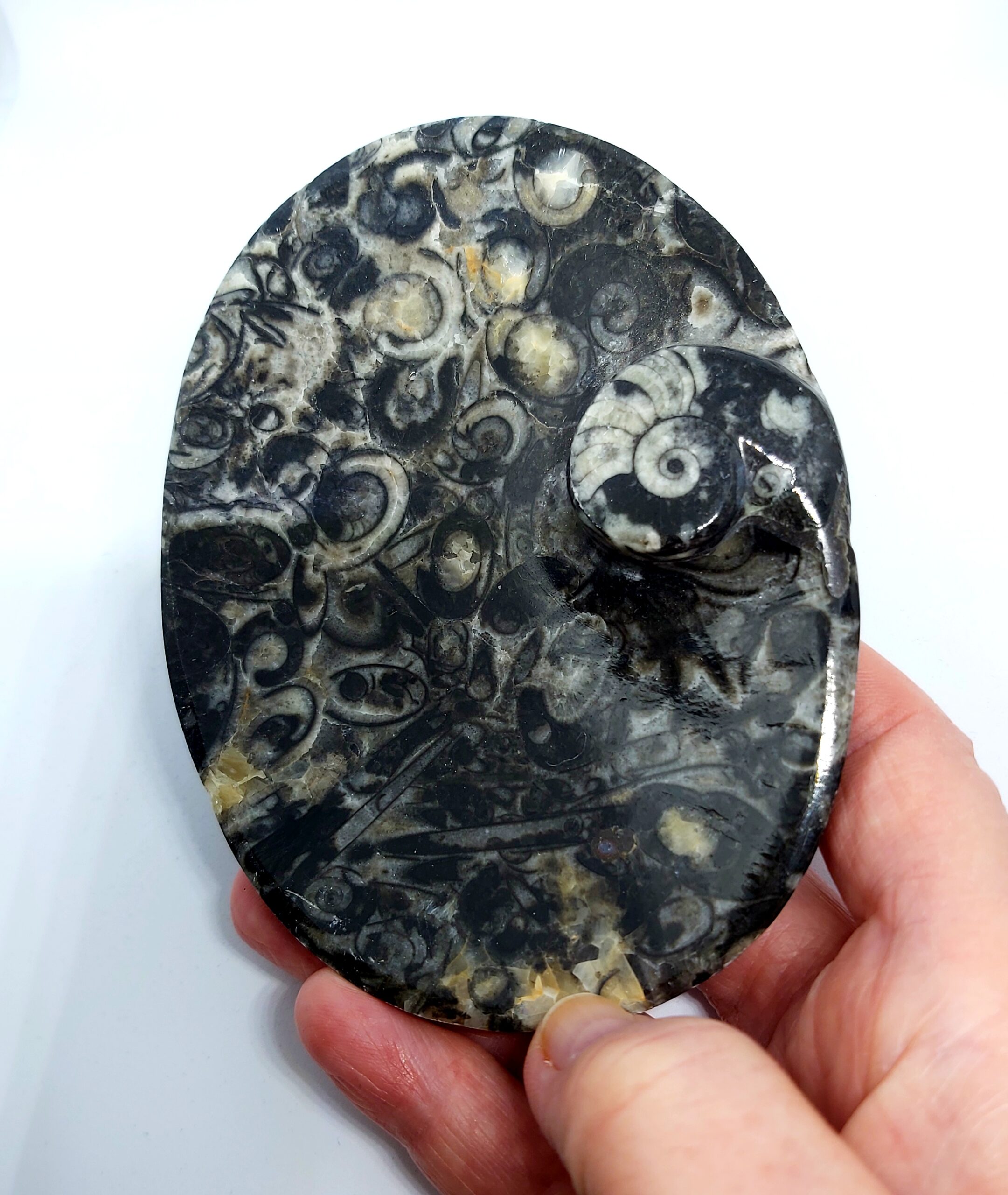 Orthoceras schaaltje ovaal - Afbeelding 3