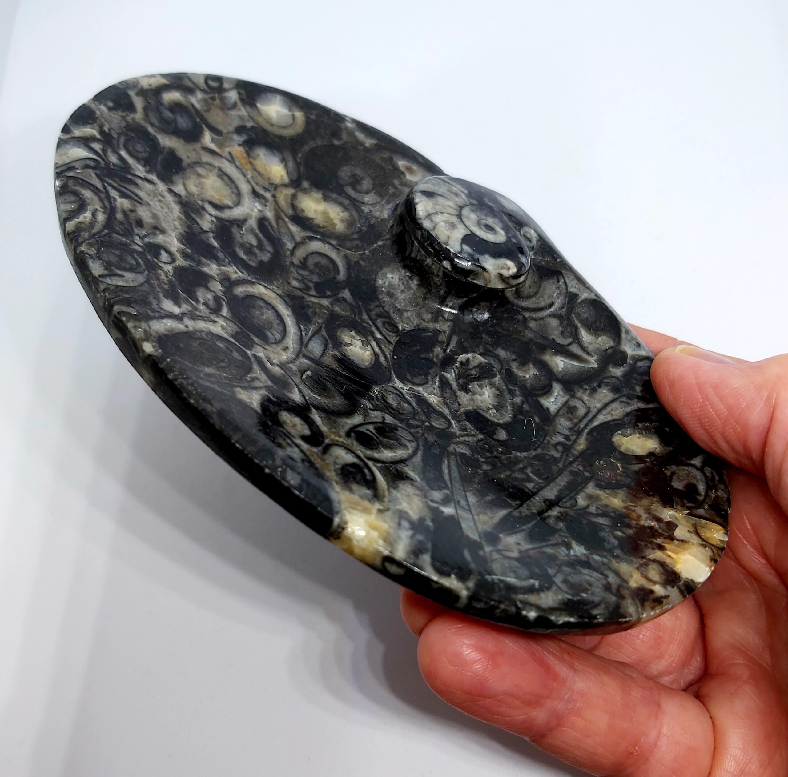 Orthoceras schaaltje ovaal - Afbeelding 2