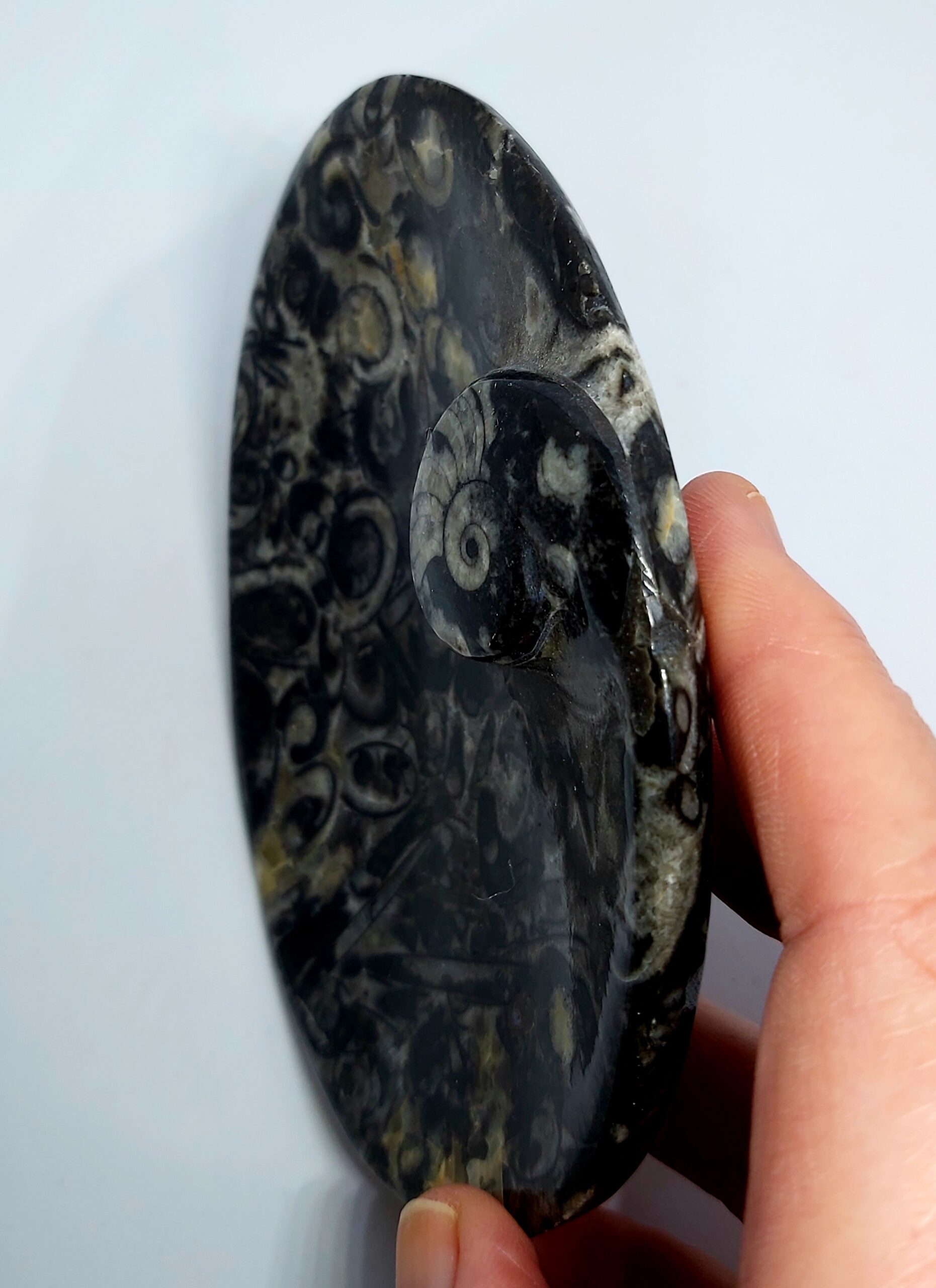 Orthoceras schaaltje ovaal - Afbeelding 4